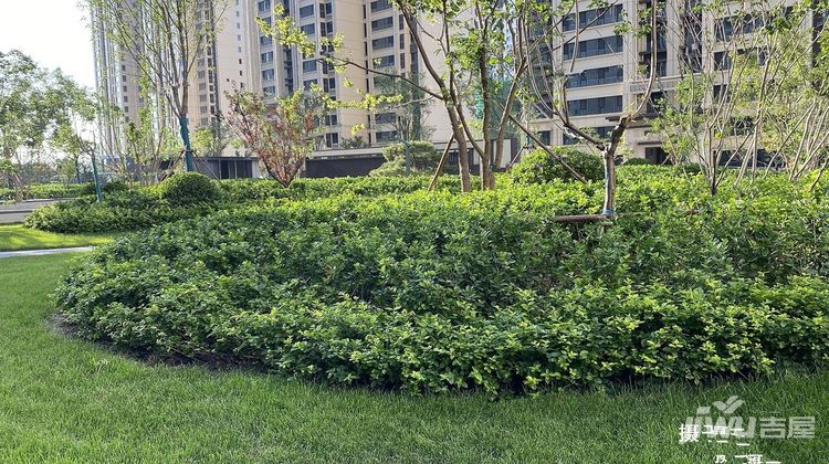 橄榄绿洲最新动态更新🌳