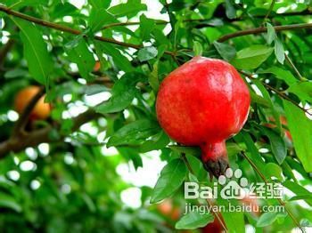草石榴最新动态与学习变化，自信成就未来之路