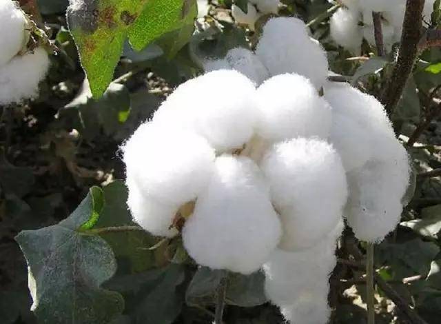 棉花行情最新动态，分析与操作指南