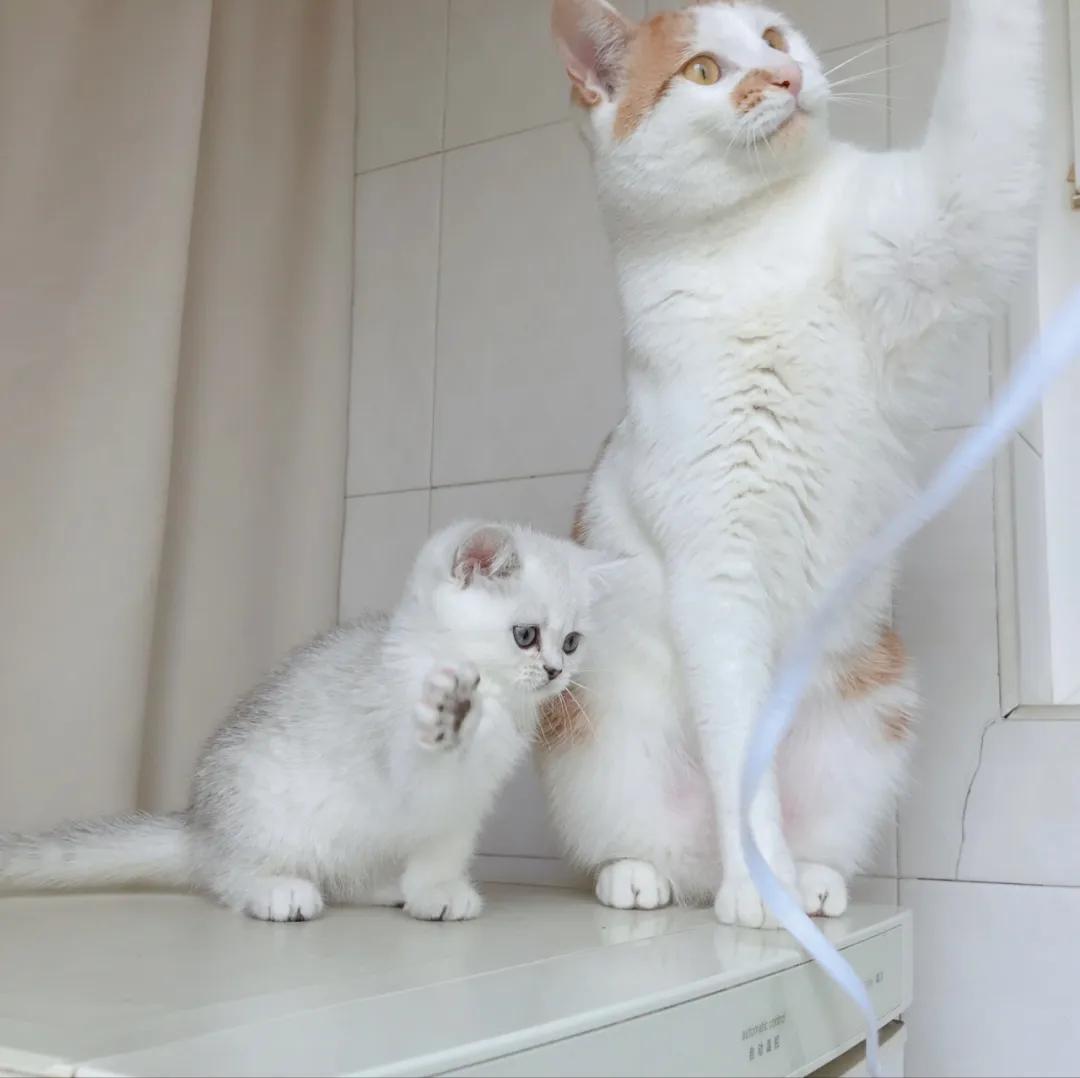 猫妹妹的最新探险，与自然美景的邂逅，探寻内心平和之地