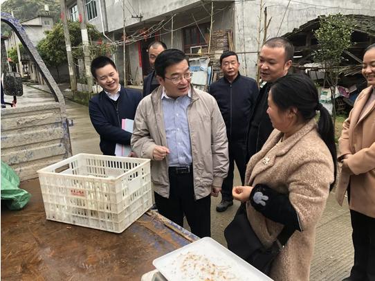 时代变迁下的农业繁荣与乡村振兴，最新农业农村发展概述