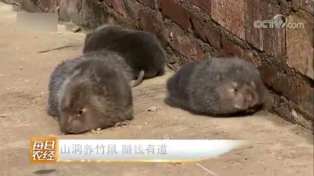 汽车饰品的销售 第75页