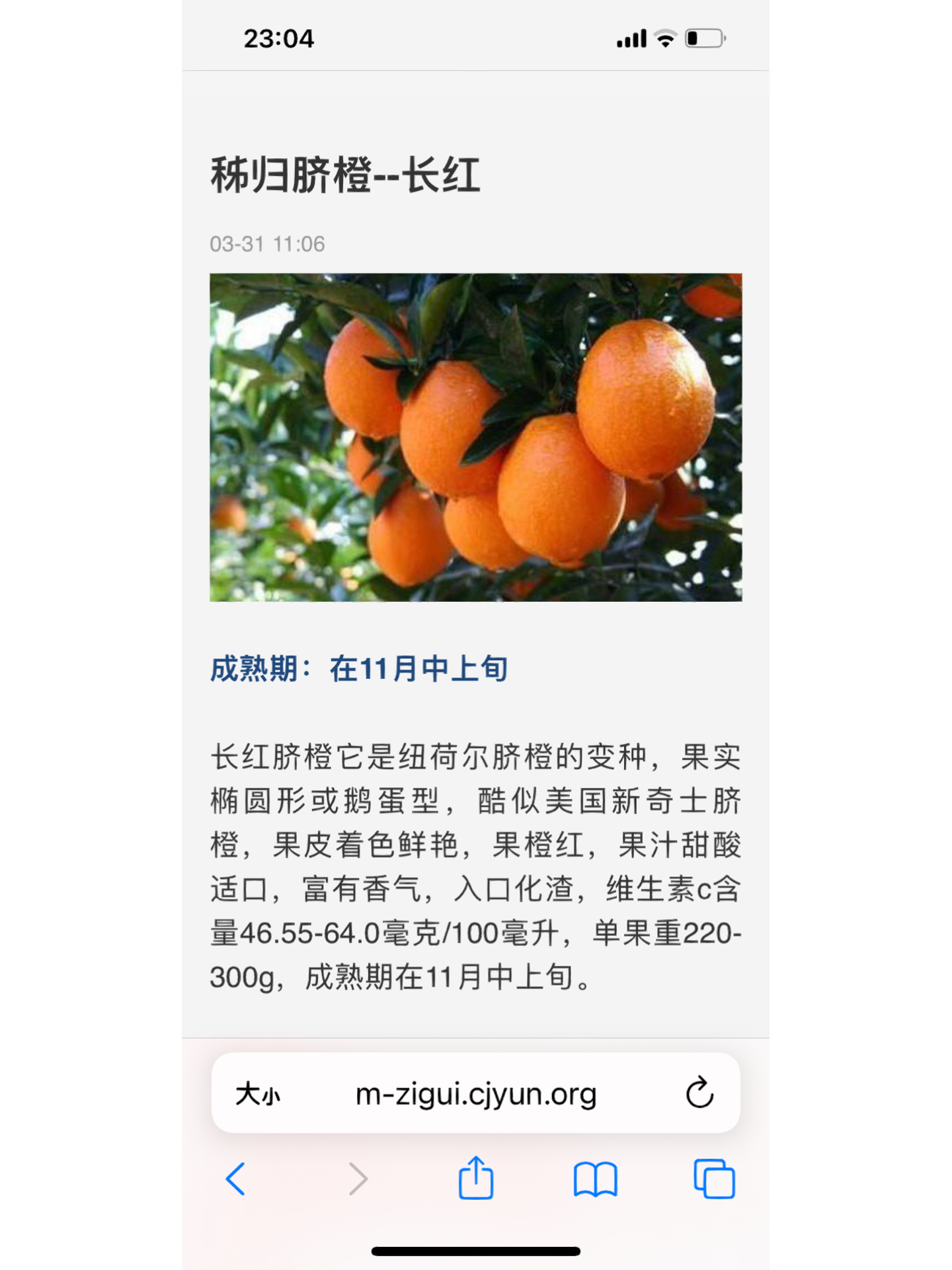 最新品种橙子，鲜甜风味革命来袭！
