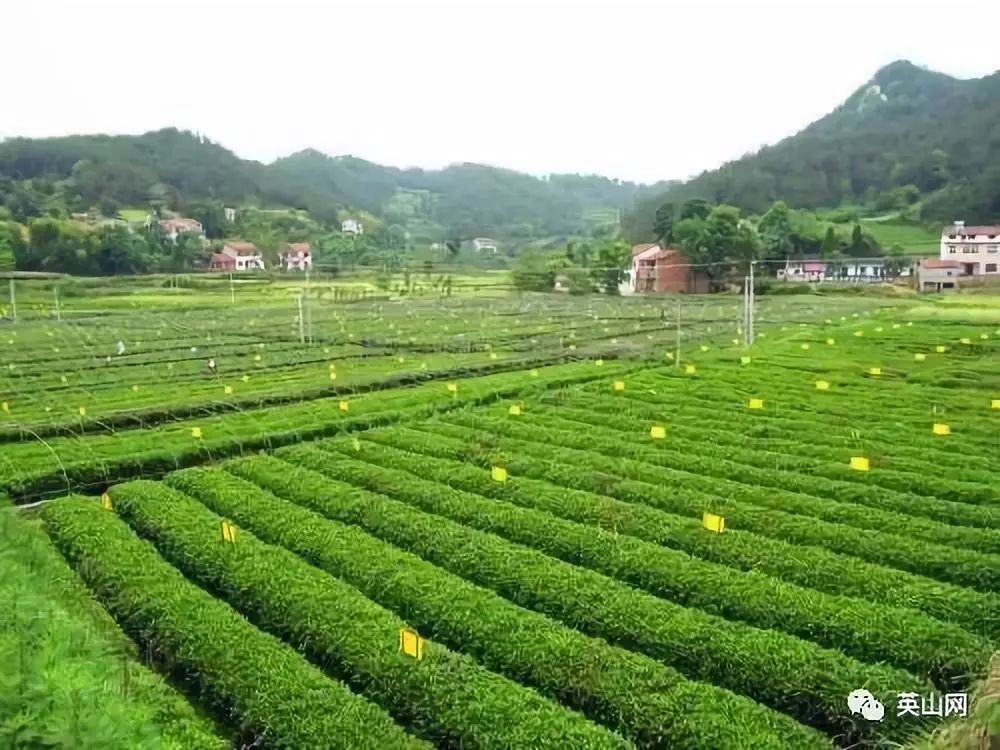 英山科技巅峰之作引领未来生活新潮流的最新消息
