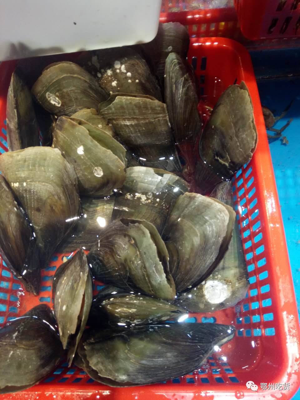 海鲜群最新，友情、家庭与海洋美味的日常篇章
