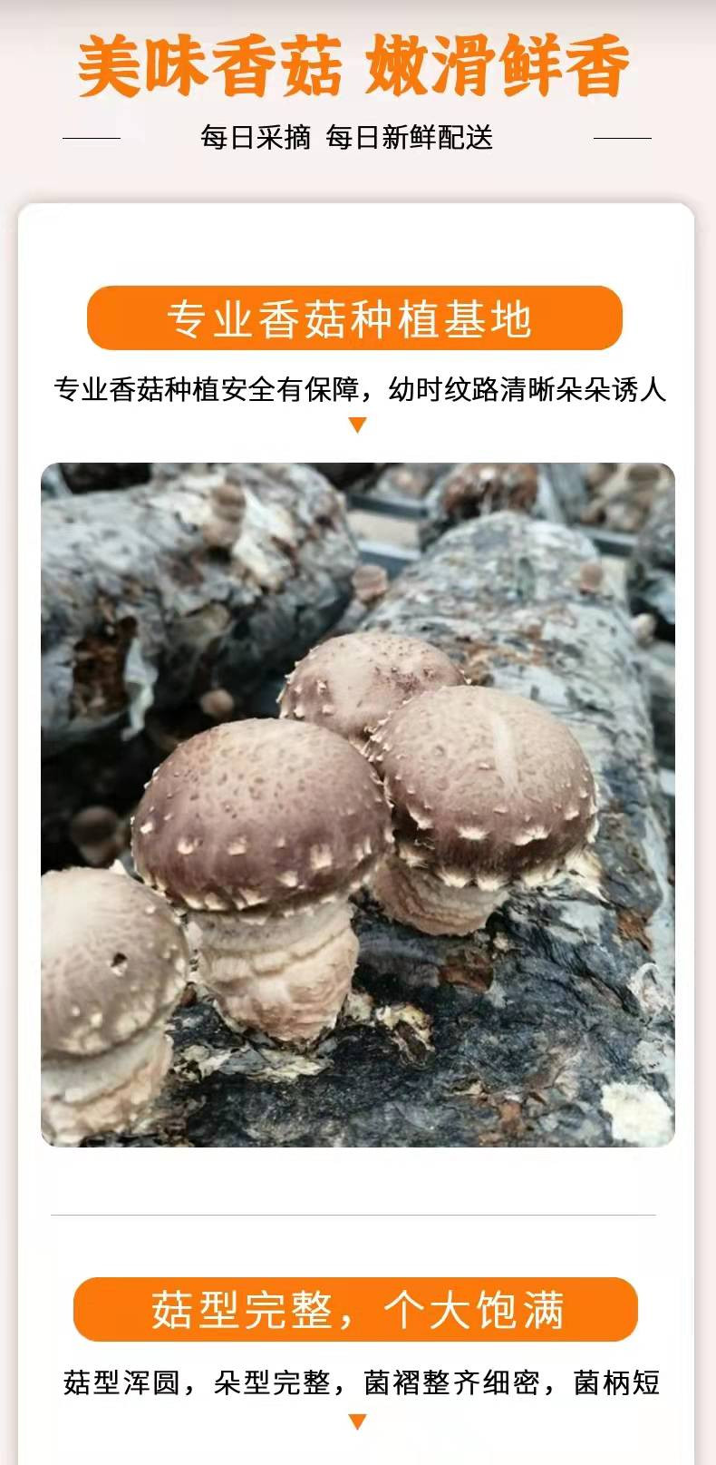 最新香菇群，带你领略香菇世界的魅力